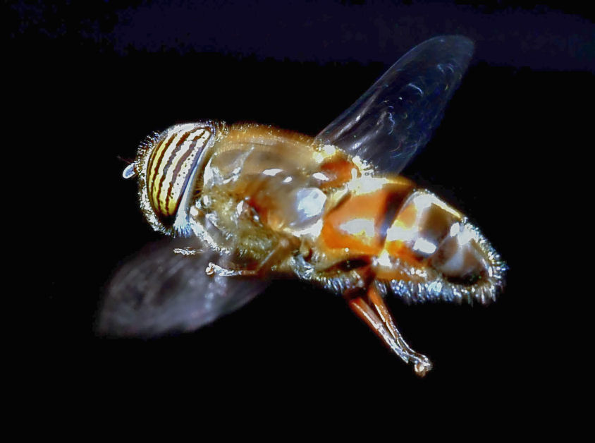 Eristalinus taeniops